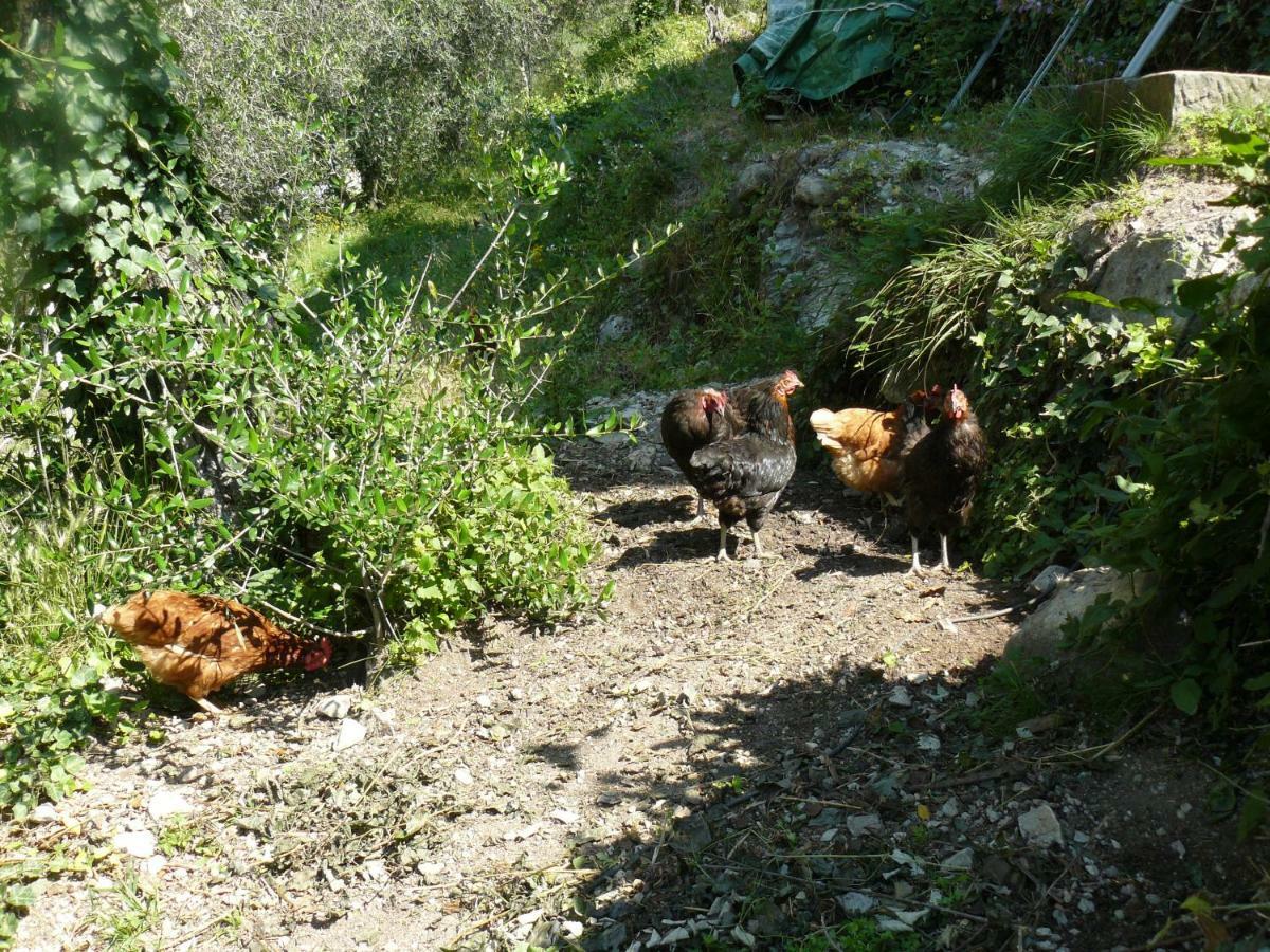 La Ferme Des Cailletiers Chez Marco Villa Lucéram Kültér fotó